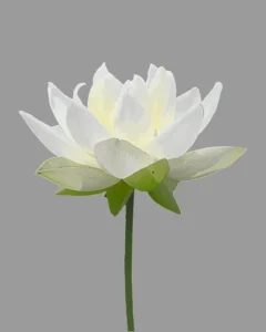 Flor de Loto blanca sobre fondo gris