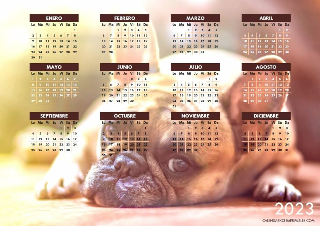 Calendario 2023 con la fotografía de un Bulldog